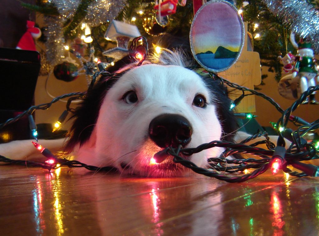 noël sans danger chien lumières