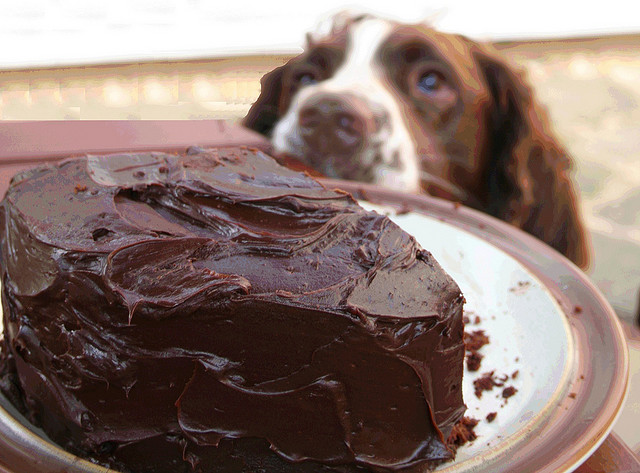 noël sans danger chien nourriture alimentation repas