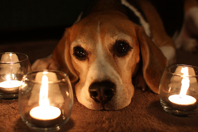 noël sans danger chien bougies