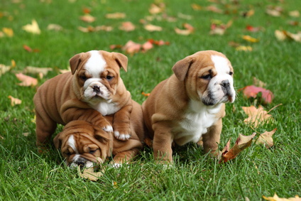 Litter of Three English Bulldog Puppies in Leaves