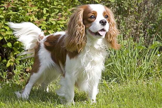 cavalier-king-charles-spaniel