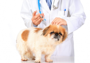 Vaccin chien leishmaniose