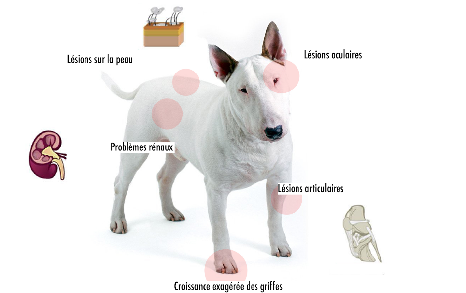 symptomes leishmaniose chien