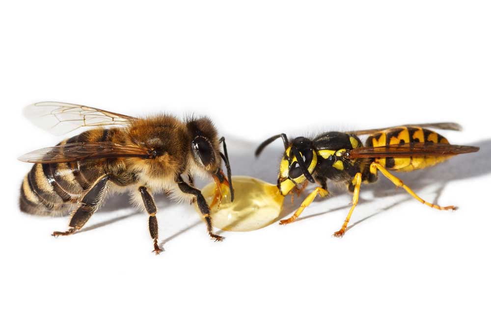 Différences entre une abeille et une guêpe