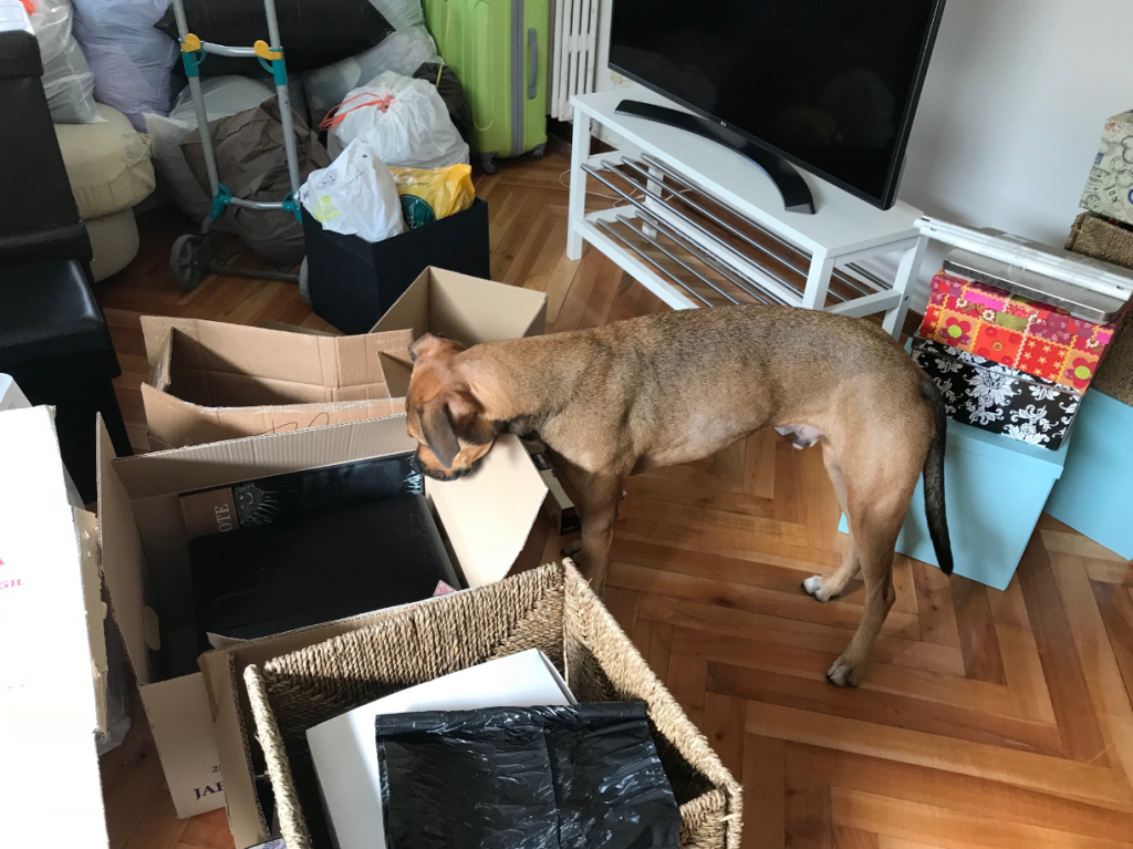 chien cartons déménager