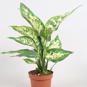 Dieffenbachia plantas tóxicas para los perros