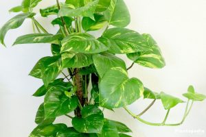 Philodendron plantas tóxicas para los perros