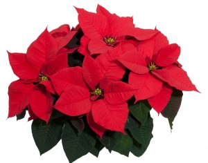 Poinsetia plantas tóxicas para los perros