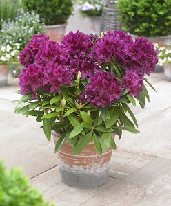 Rhododendron azalée plantes toxiques pour les chiens