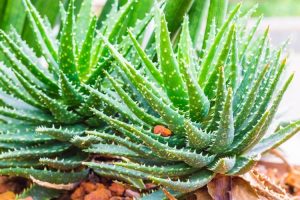 aloes plantes toxiques pour les chiens