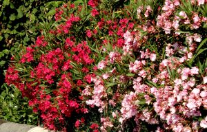 laurel de flor plantas tóxicas para los perros