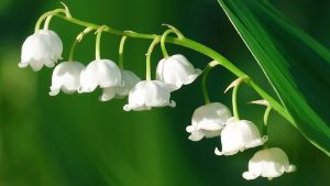 muguet plantes toxiques pour les chiens