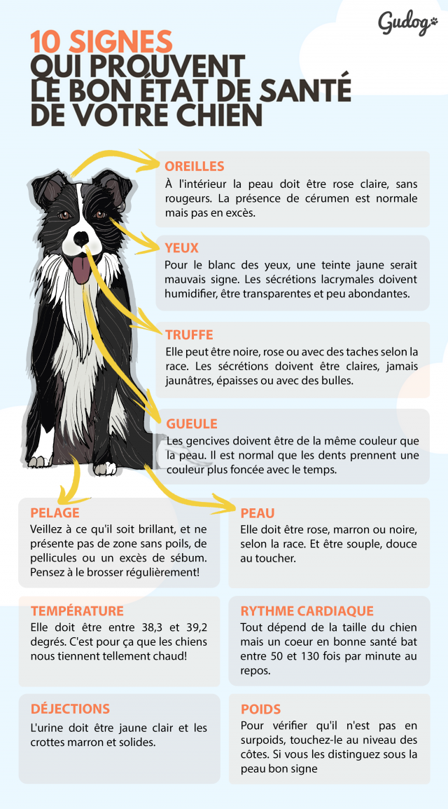 chien en bonne santé 10 signes à vérifier