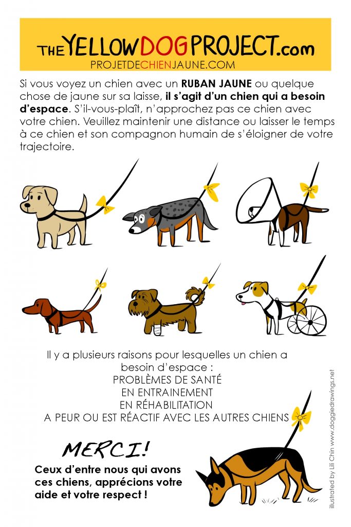 yellow dog project infographie 