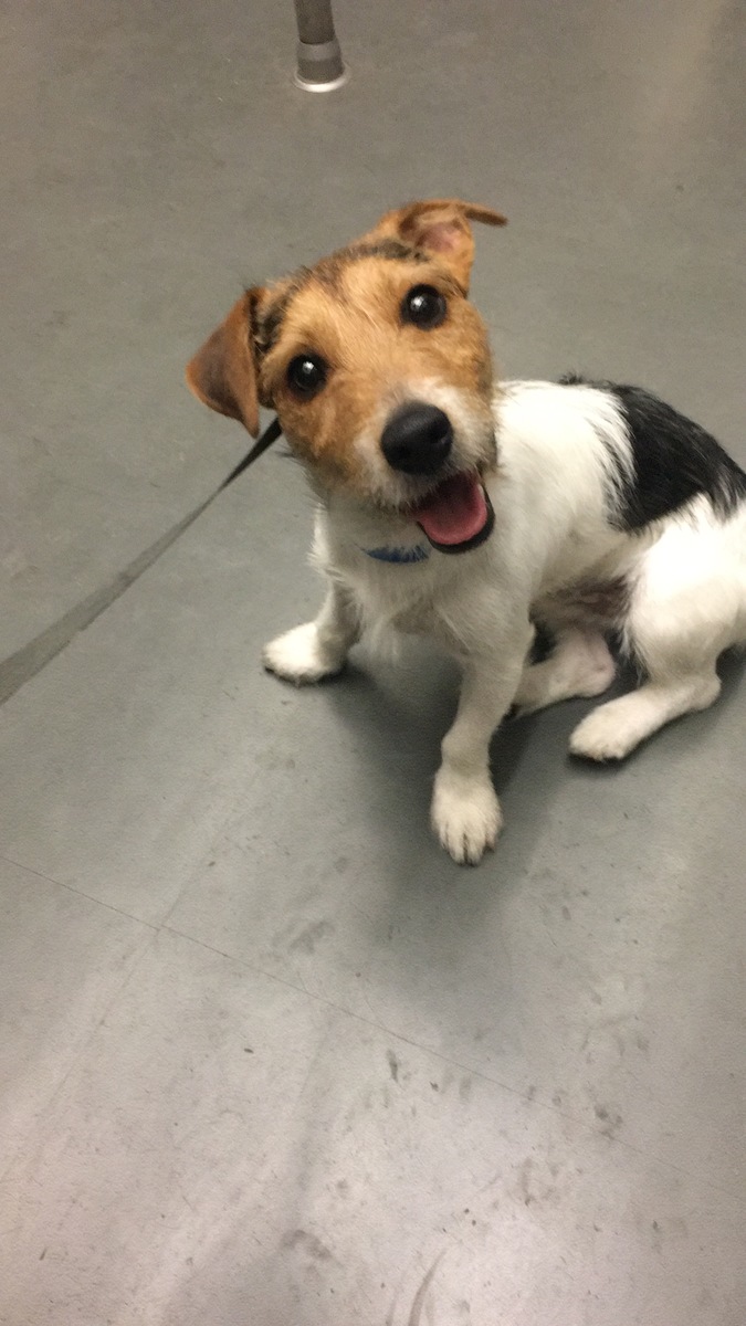 jack russell gudog floki