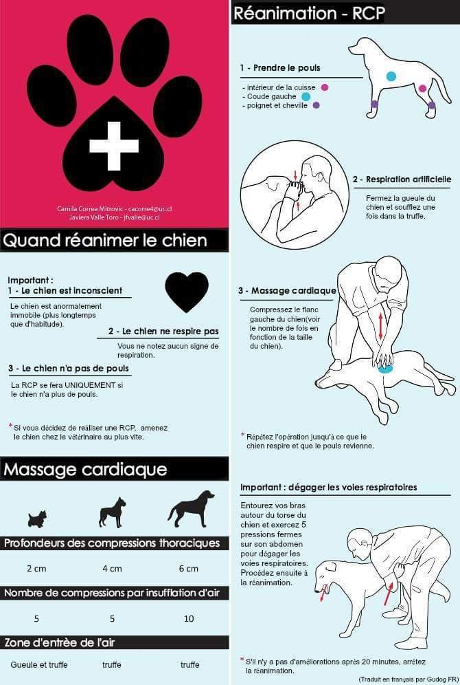 Consulter La Fiche D Un Chien Scc ICFW
