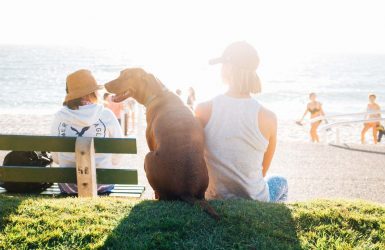 protéger votre chien du soleil été