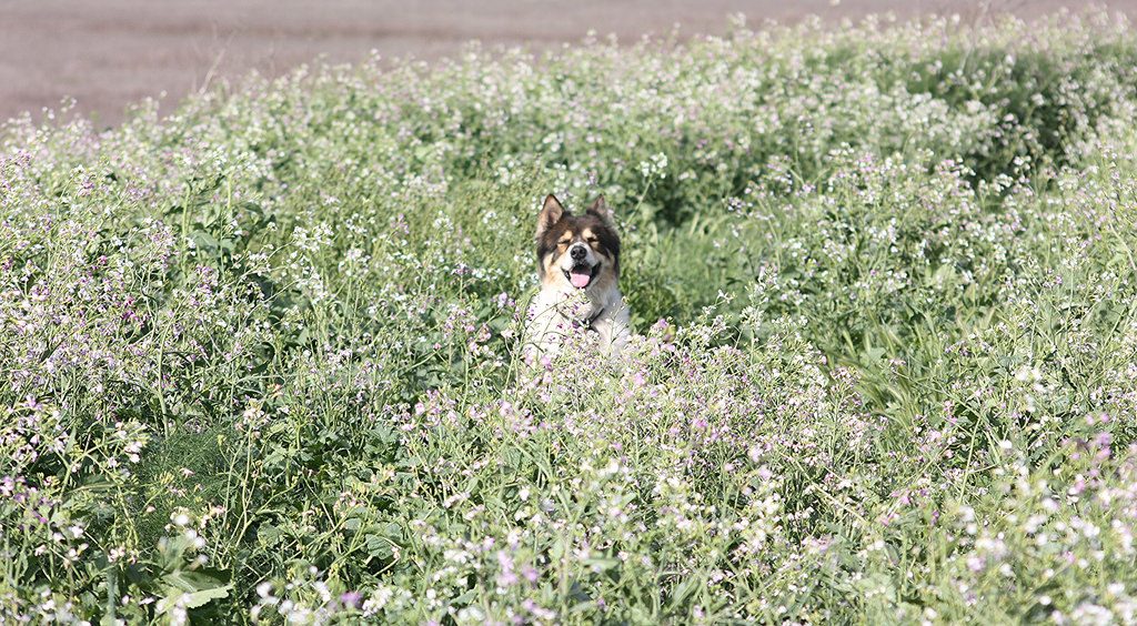 Mon Chien A été Piqué Par Une Tique Que Faire Gublog