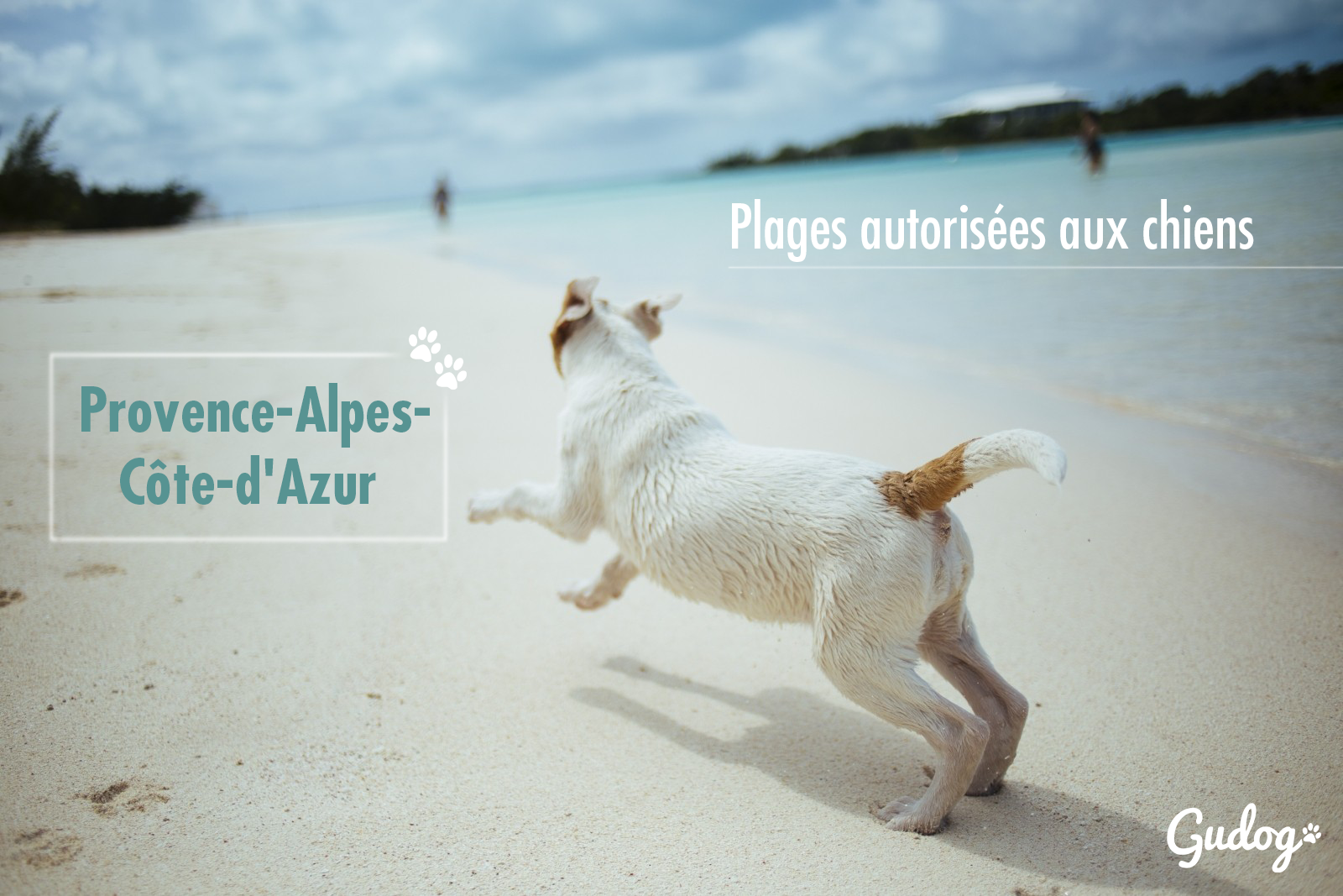 plages autorisées aux chiens provence-alpes-côte-d'azur