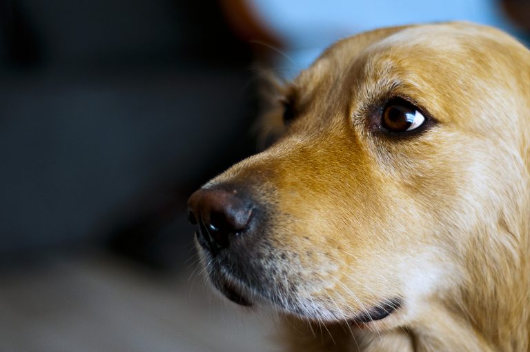 Que faire en cas de piqûre de guêpe ou du0027abeille sur un chien 