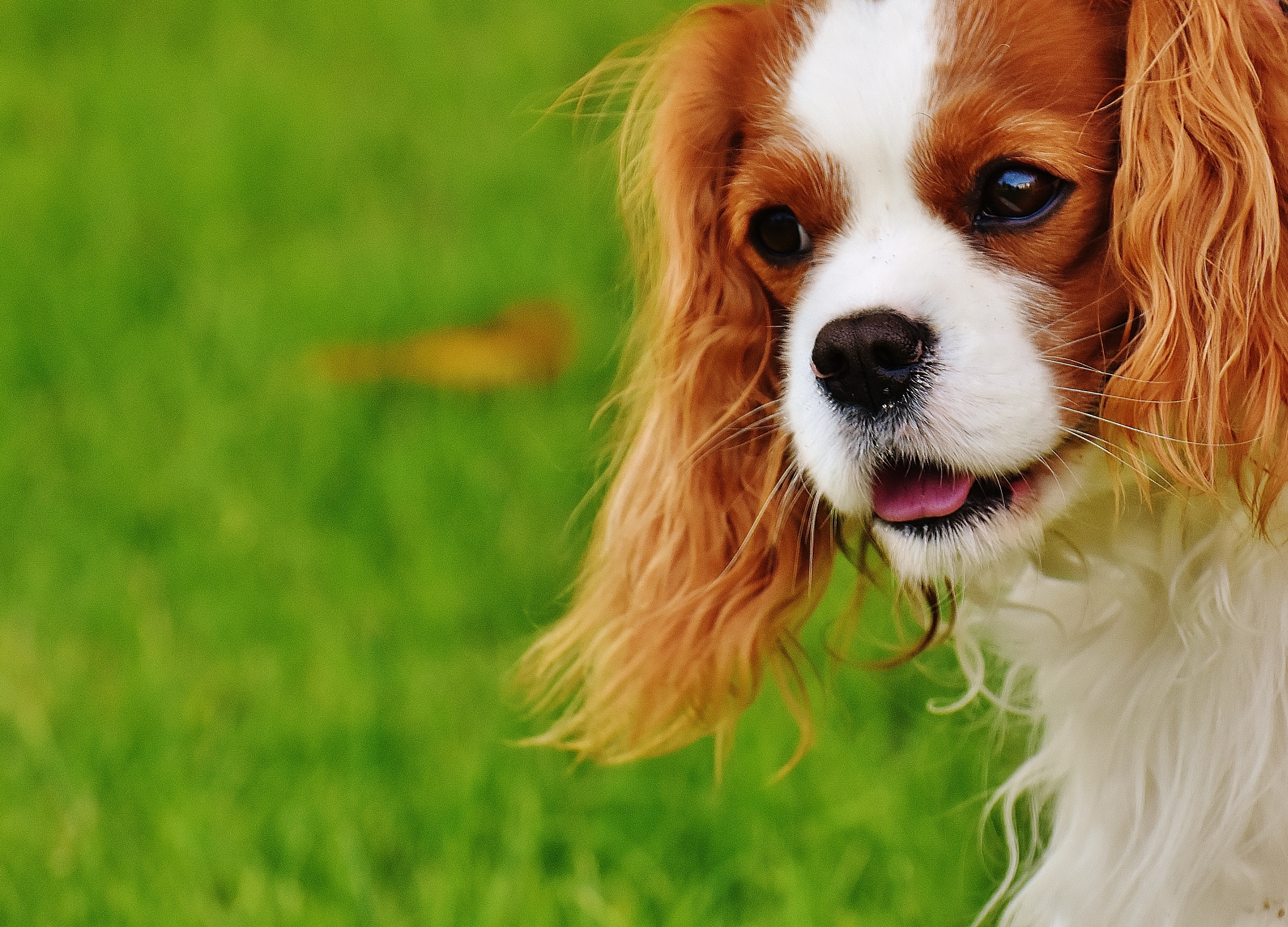 Allergie au chien: conseils pour la surmonter - Gublog | Gudog FR blog