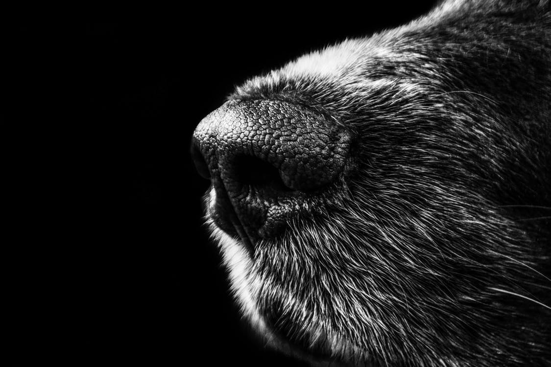 Affronter la mort de son chien - Gublog  Gudog FR blog