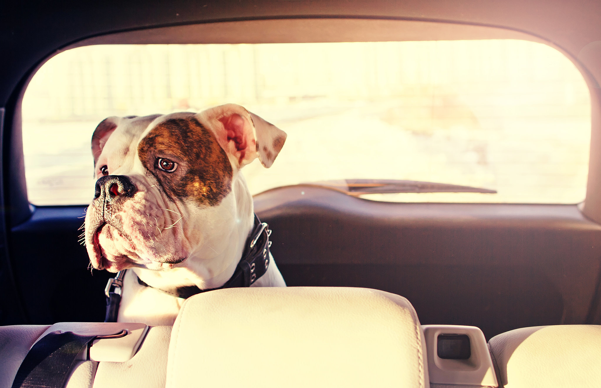 voyager en voiture chien