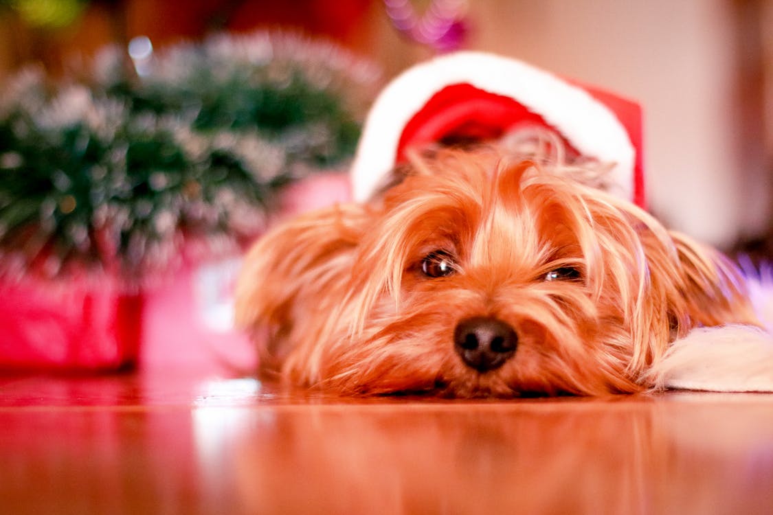 Où laisser mon chien pendant les vacances de Noël