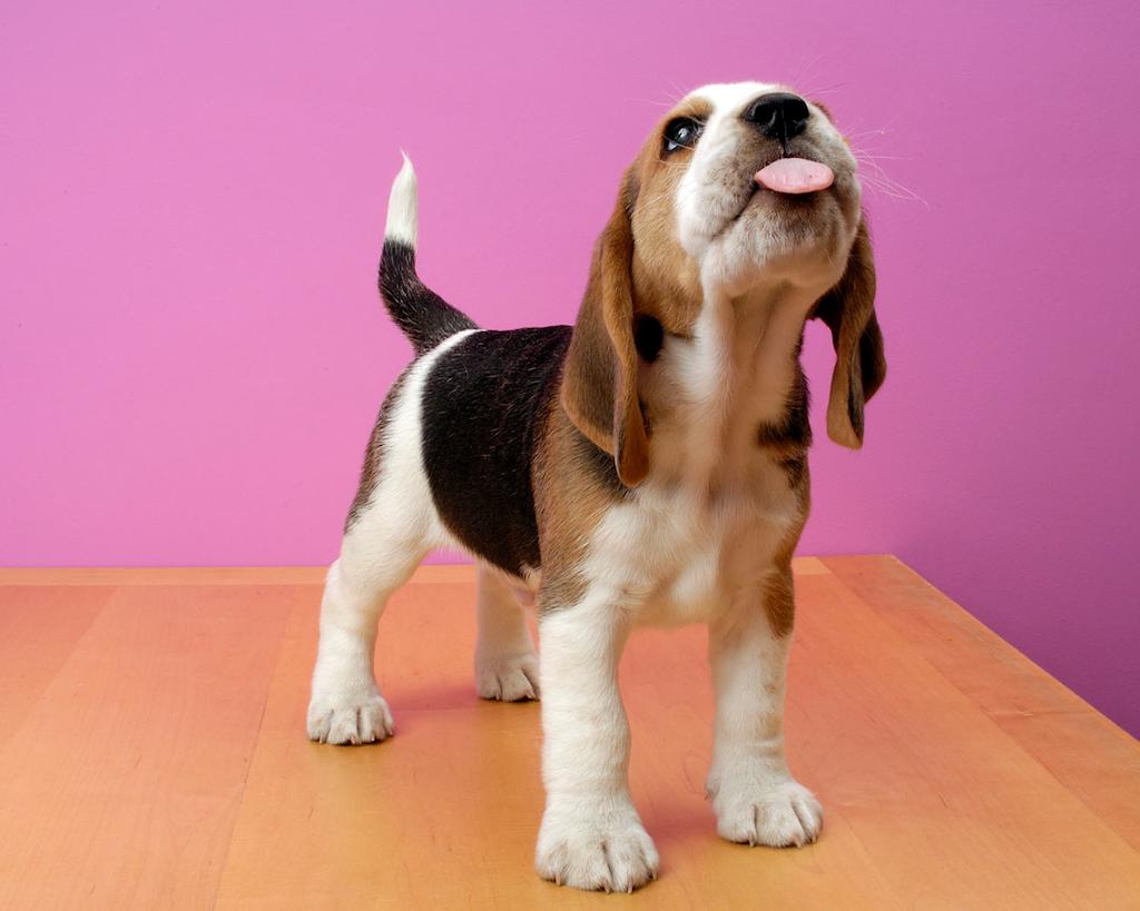beagle chiot
