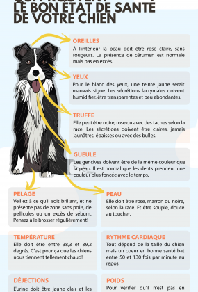 Votre Chien En Bonne Santé 10 Points à Vérifier Gublog