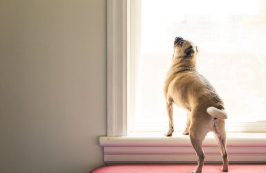 journée mondiale du chien