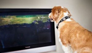 television chien anxiété de séparation dogtv