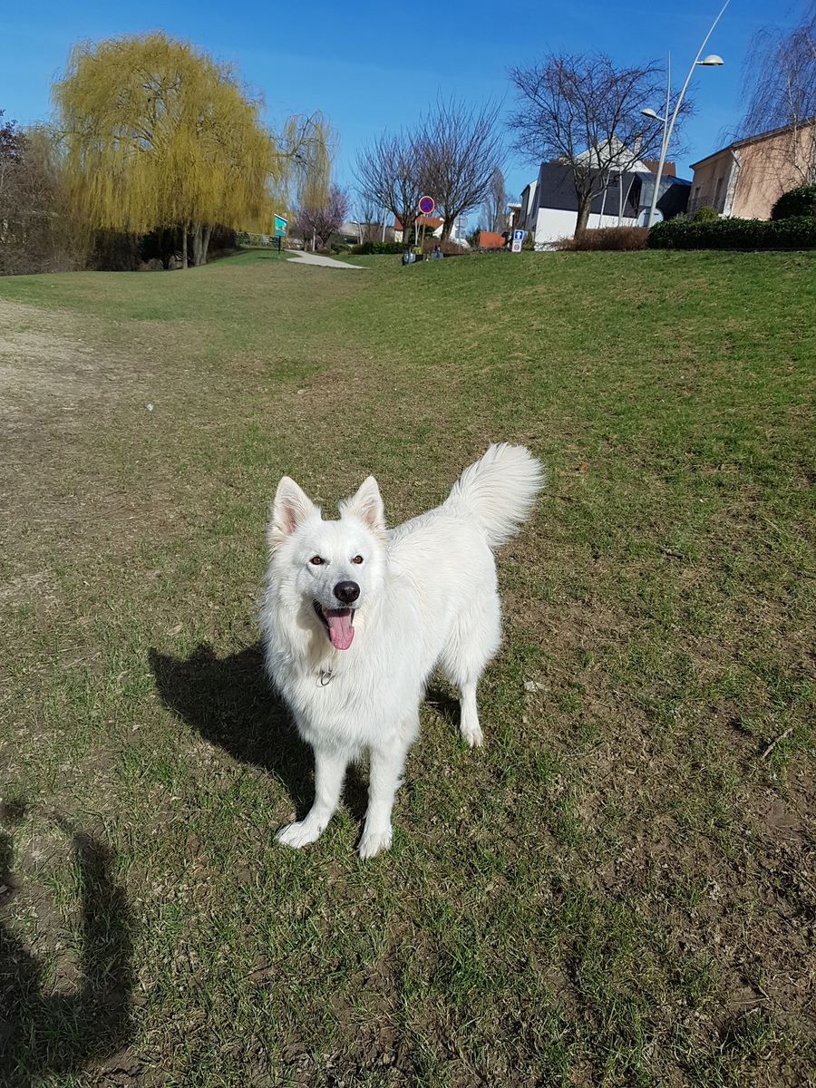 Noms De Chiens Qui Commencent Par P Plume Gublog Gudog