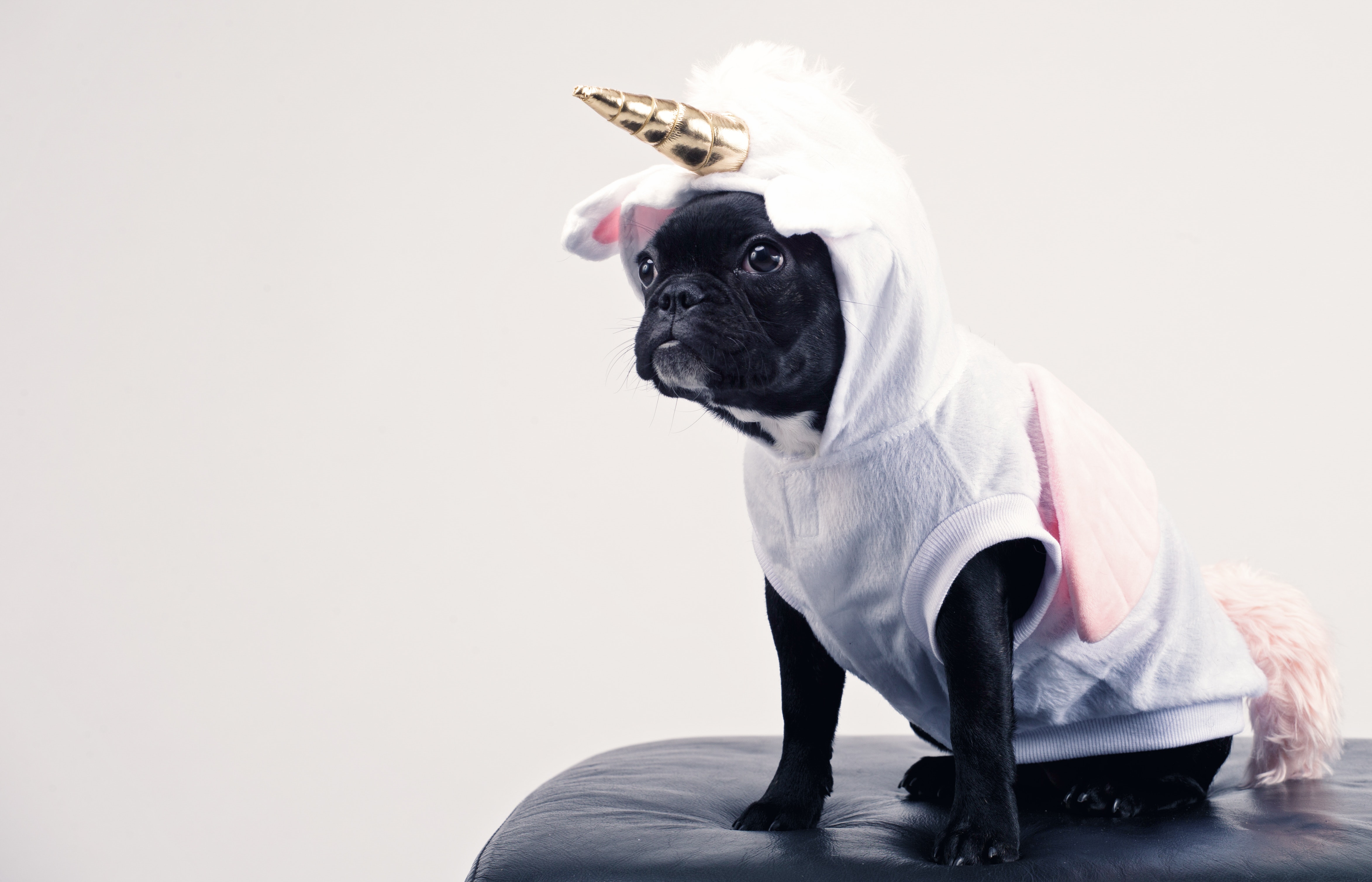 chien carnaval