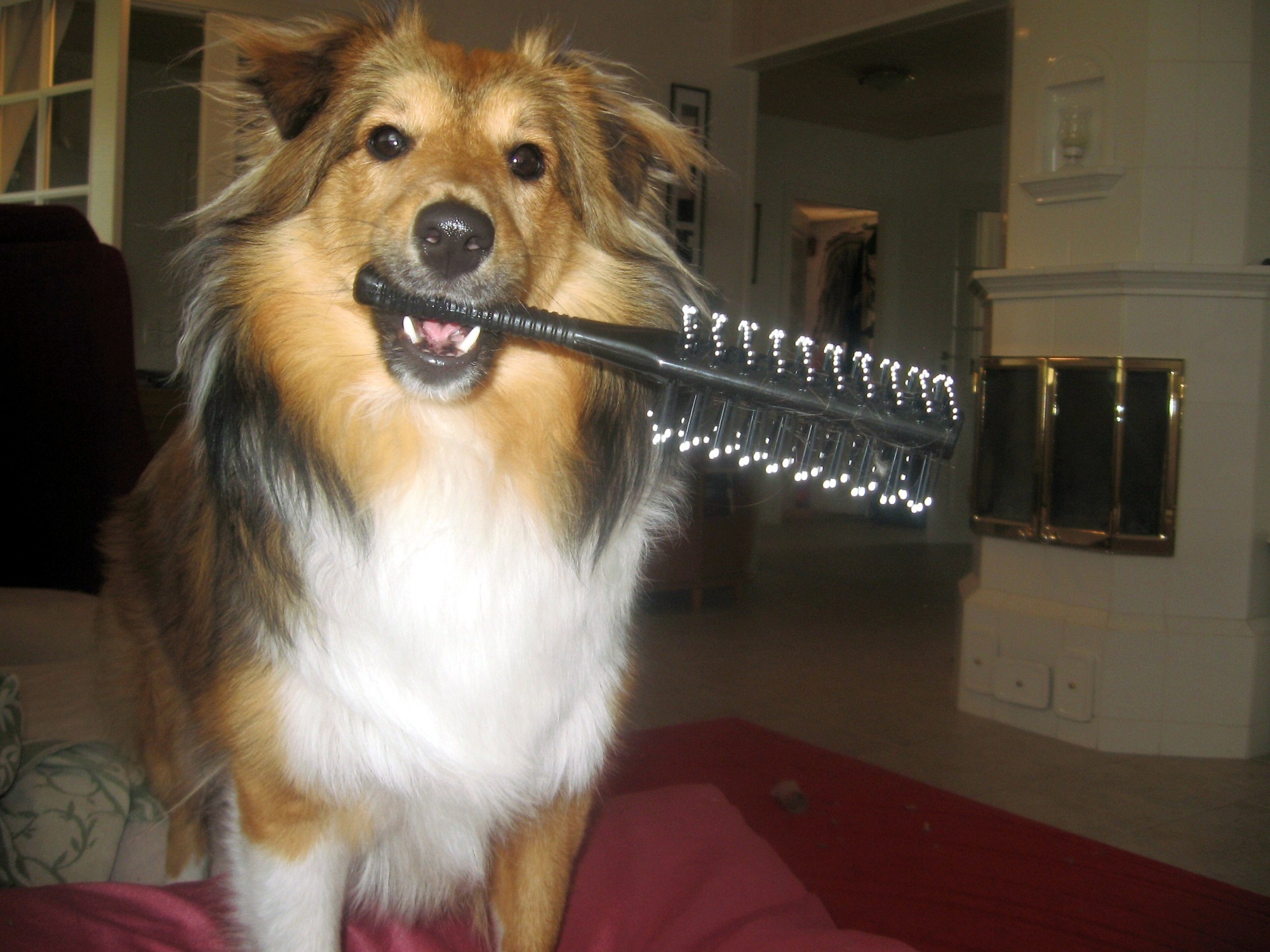 brosser un chien
