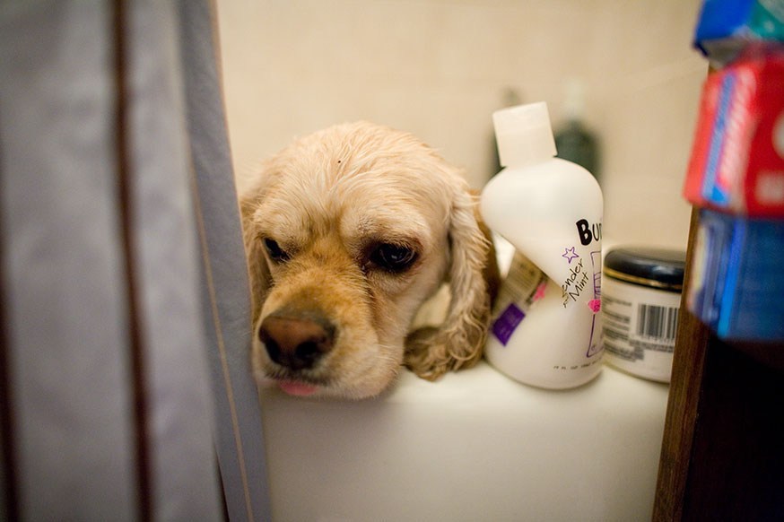 laver un chien