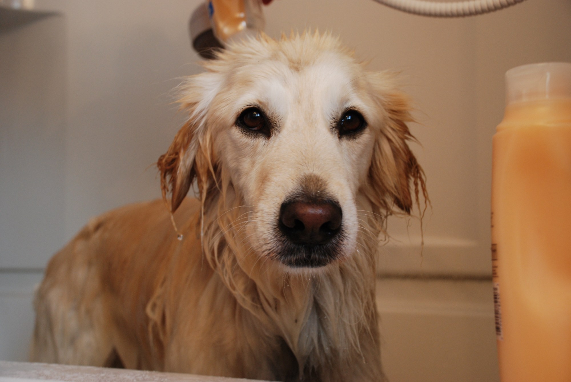 conseils bien laver un chien