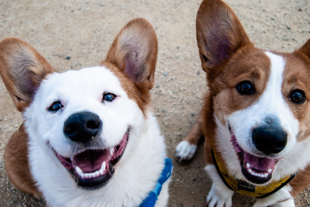 solutions de garde de chien