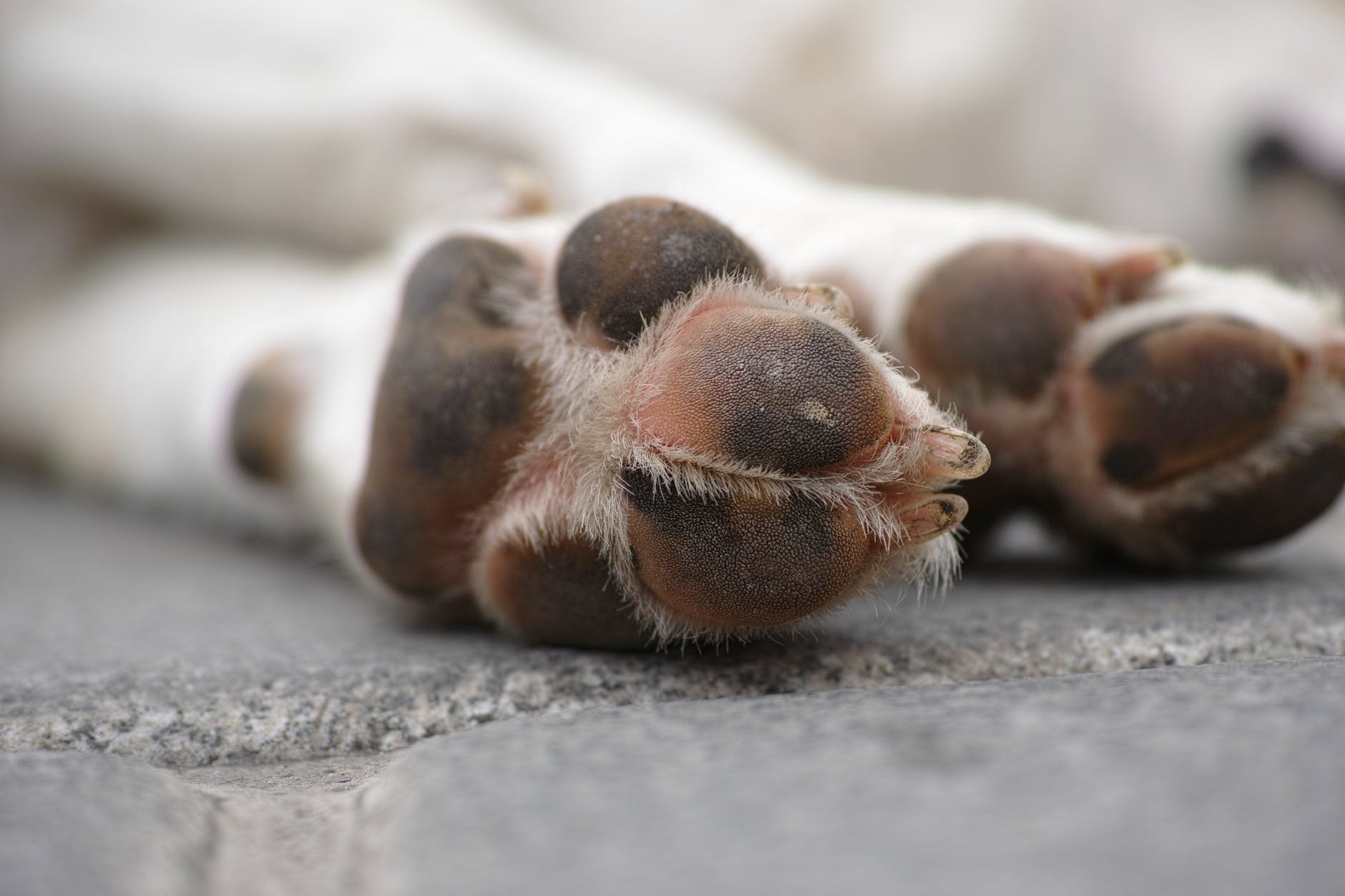 coussinets de chien