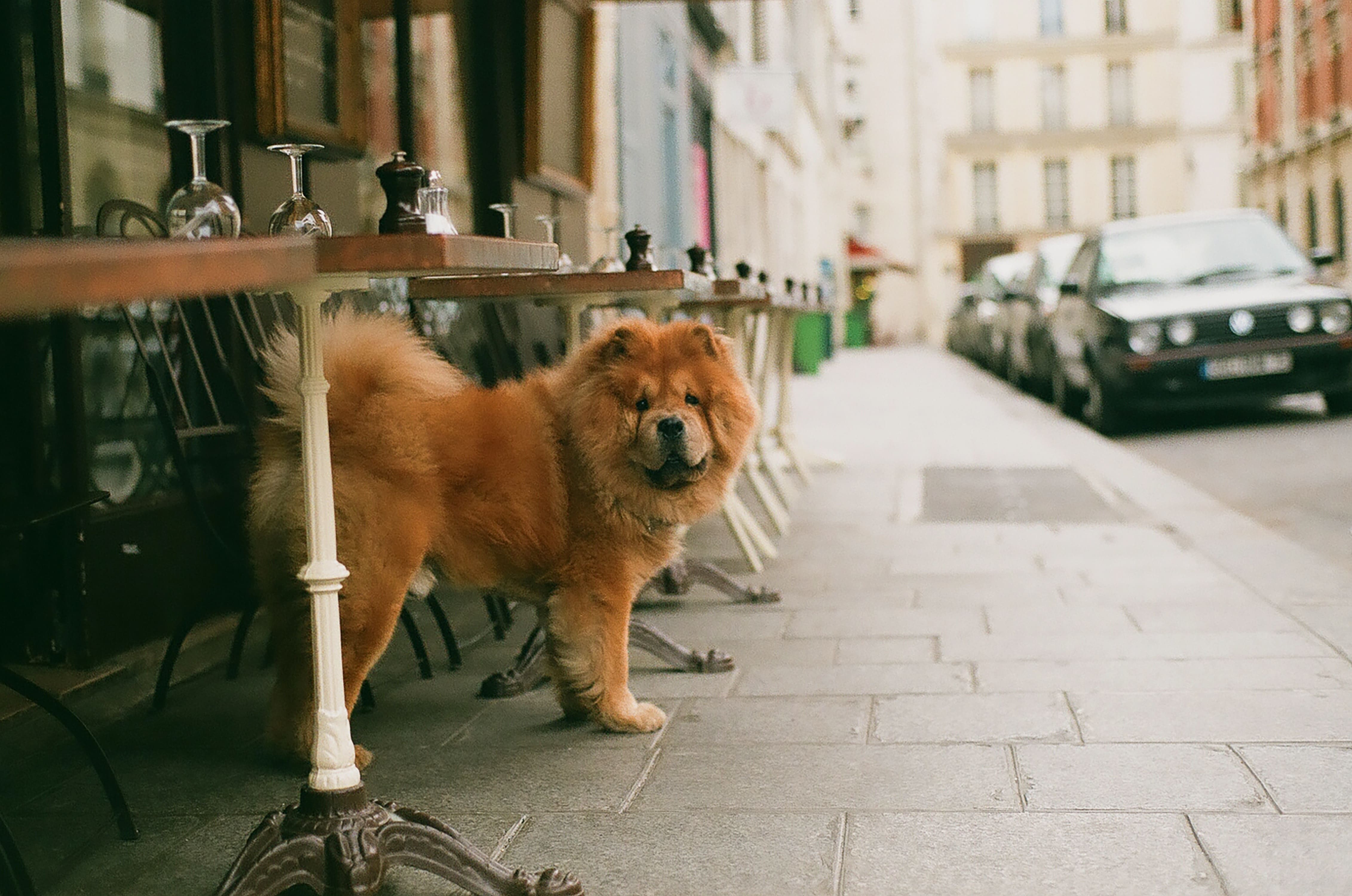 top-5-des-villes-les-plus-dog-friendly-en-france-gublog-gudog-fr-blog