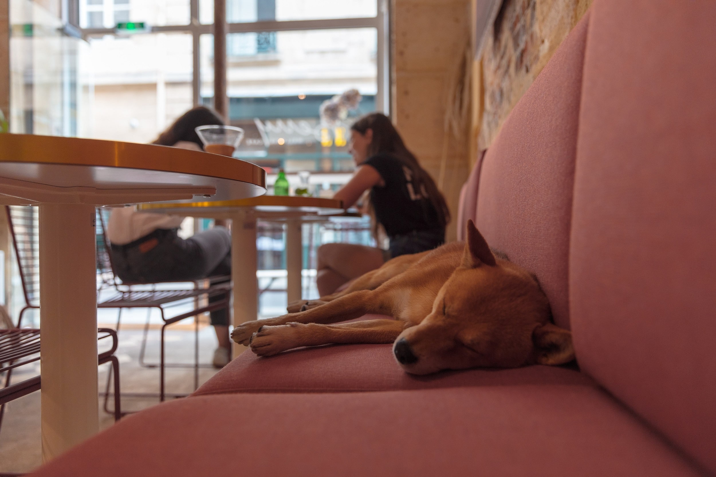 Notre sélection de cafés et restaurants dogfriendly à Paris Gublog