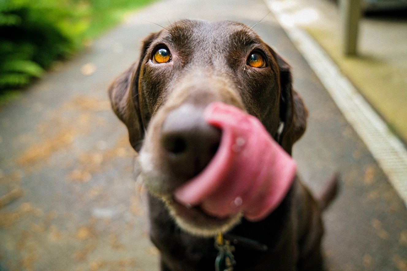 chien qui essaye de vomir