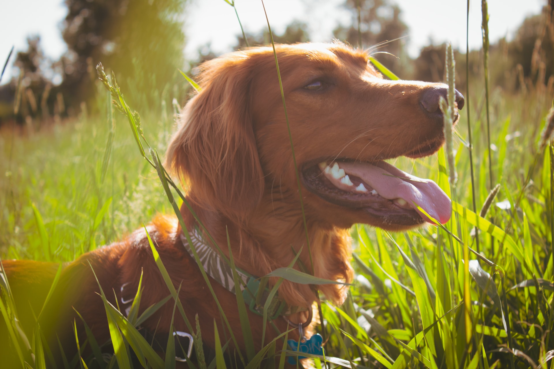 Comment protéger votre chien des sétaires cet été