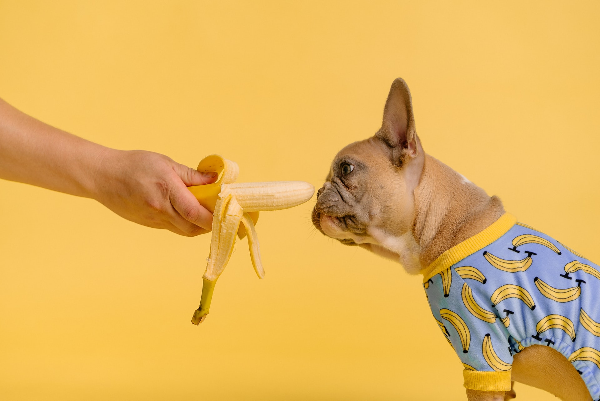 Est-ce que les chiens peuvent manger les bananes?