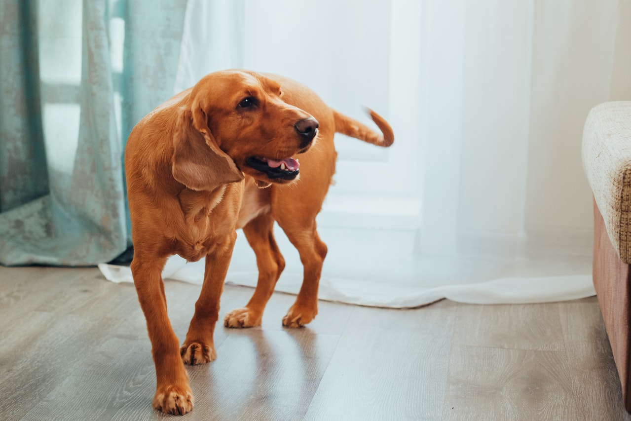 Comment dresser votre chien à la propreté ?