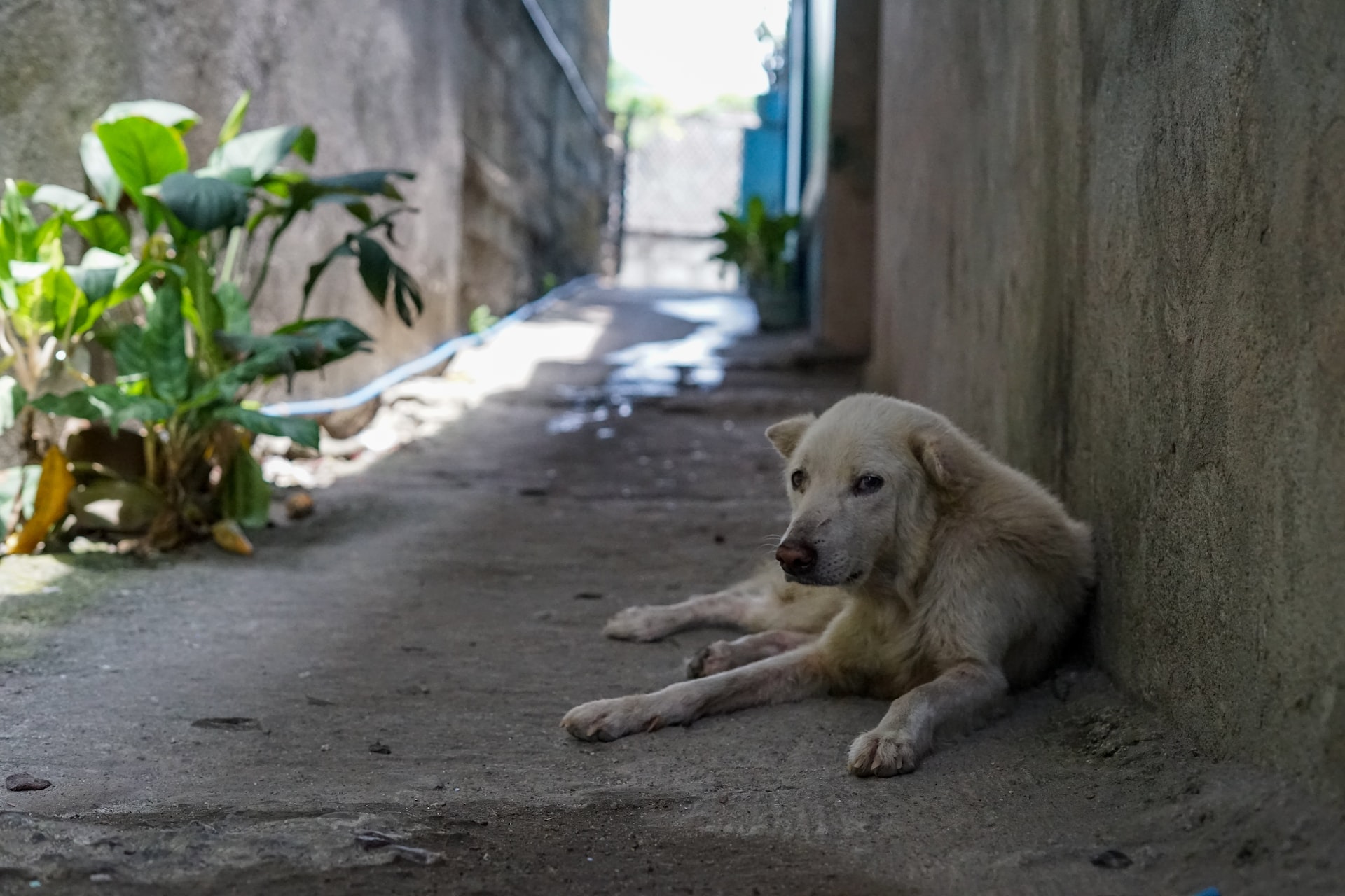 Comment aider les chiens dans la crise actuelle en Ukraine