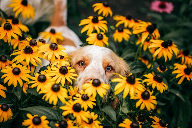 Printemps et allergies chez les chiens : symptômes et prévention