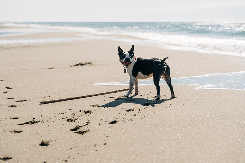 Aller à la plage avec votre chien