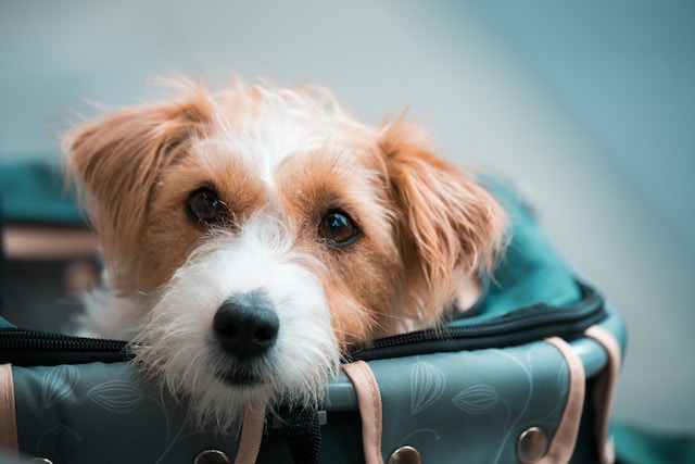 Préparer valise pour chiens